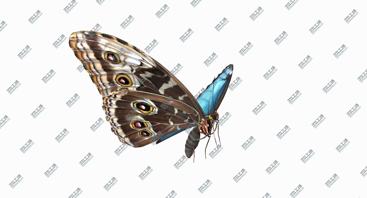 images/goods_img/2021040164/3D Common Morpho Butterfly model/3.jpg